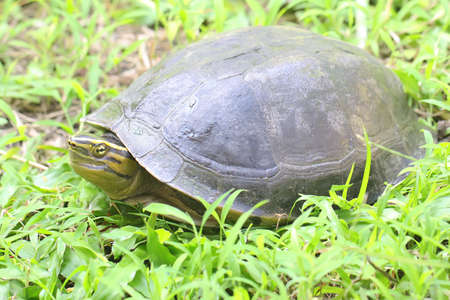 An Amboina Box Turtle or Southeast Asian Box Turtle is basking on a rock by the river. This shelled reptile has the scientific name Coura amboinensis.の写真素材