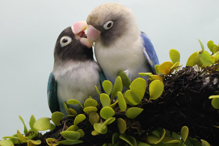 A pair of lovebirds are perched on a tree branch overgrown with vines. This bird which is used as a...