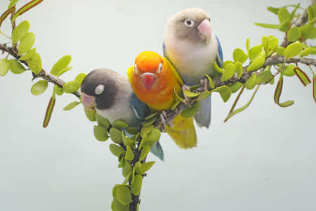 Three lovebirds are perched on a tree branch overgrown with vines. This bird which is used as a symbol of true love has the scientific name Agapornis fischeri.の写真素材