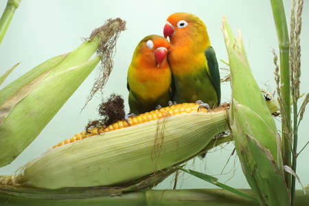 A pair of lovebirds are perched on a corn kernel that is ready to be harvested. This bird which is used as a symbol of true love has the scientific name Agapornis fischeri.の写真素材