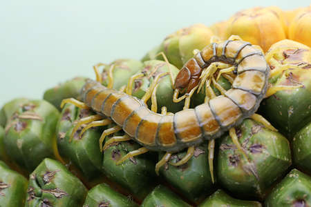 A centipede is looking for prey in the weft of an anthurium fruit. This multi-legged animal has the...