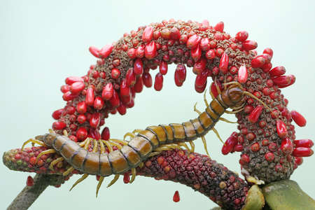 A centipede is looking for prey in the weft of an anthurium fruit. This multi-legged animal has the...