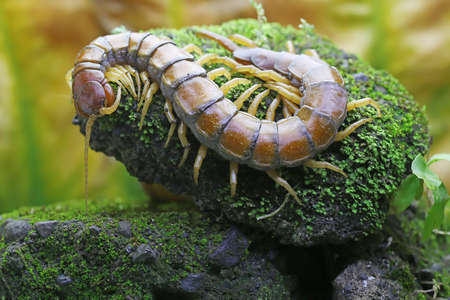 A centipede is looking for prey on a rock overgrown with moss. This multi-legged animal has the...