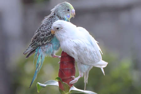 Two parakeets (Melopsittacus undulatus) resting in a bush.