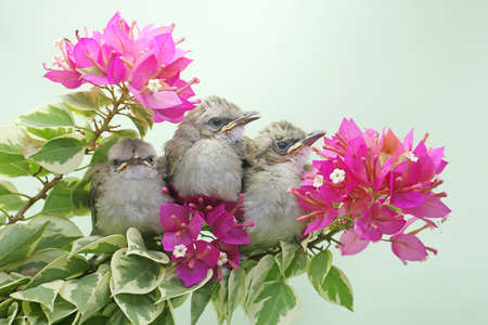 Three young yellow vented bulbuls are perching in a bush. This bird has the scientific name Pycnonotus goiavier.の写真素材