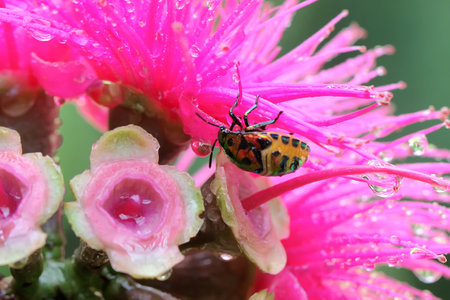 Harlequin bug or cotton harlequin bug is foraging on the Malay pink apple flower. This insect has...