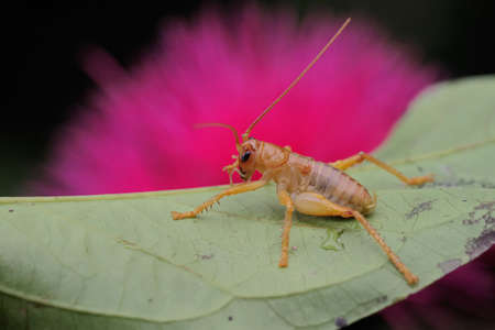 A young katydids or bush cricket is looking for prey on a pink Malay apple flower. Selective focus...