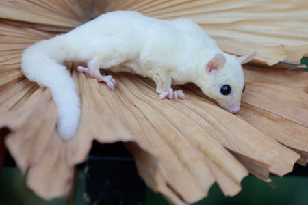 A leucistic sugar glider is looking for food on a palm leaf. These marsupials eat fruit and small insects.の写真素材