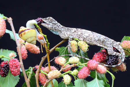 A flying dragon is ready to eat a small snail. This reptile that moves from one tree to another by...
