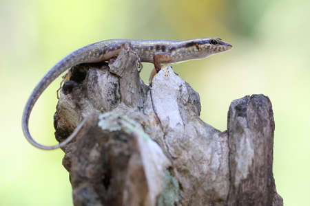 A yellow lined skink is sunbathing before starting its daily activities. This reptile has the...