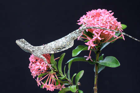A flying dragon is sunbathing before starting its daily activities. This reptile that moves from one...