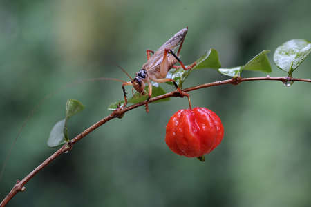 An adult katydids or bush cricket is looking for prey on a Suriname cherry tree branch covered with...