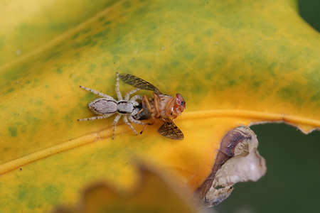 A jumping spider is eating a yellow fly. These spiders like to eat a variety of small insects.の写真素材