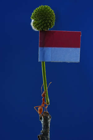 Concept photo of a weaver ant holding up the red and white flag which is the Indonesian national flag. This bright red ant has the scientific name Oecophylla smaradigna.の写真素材