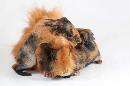 A mother guinea pig with her two cubs resting. Selective focus on white background. This rodent...