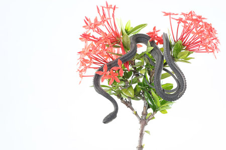 A dragon snake is looking for prey on a branch of a flowering tree Ixora sp. This reptile has the scientific name Xenodermus javanicus.の写真素材
