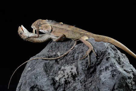 Two oriental garden lizards are sunbathing. This reptile has the scientific name Calotes versicolor.の写真素材