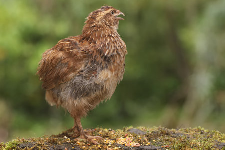 A brown quail is foraging on a rock overgrown with moss. This grain-eating bird has the scientific...