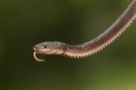 A dragon snake is looking for prey in the bushes. This reptile has the scientific name Xenodermus...