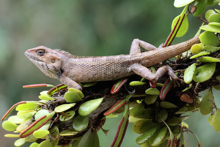 An oriental garden lizard is sunbathing. This reptile has the scientific name Calotes versicolor.