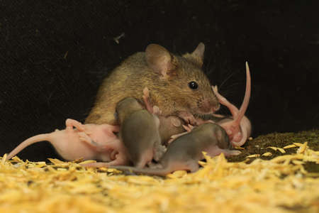 A mother mouse is breastfeeding her babies. This rodent mammal has the scientific name Mus musculus.