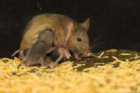 A mother mouse is breastfeeding her babies. This rodent mammal has the scientific name Mus musculus.