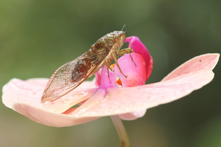 An evening cicada is perched on a bush. This insect has the scientific name Tanna japonensis.