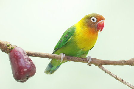 A lovebirds perched on a branch of a pink Malay apple tree. This bird which is used as a symbol of...