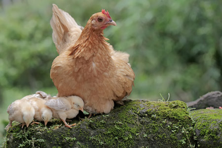 An adult hen resting with her chicks on a rock overgrown with moss. This animal has the scientific name Gallus gallus domesticus.の写真素材