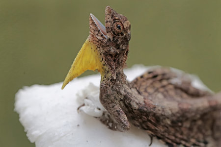 A flying dragon is sunbathing before starting its daily activities. This reptile that moves from one tree to another by sliding has the scientific name Draco volans.の写真素材
