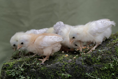 A number of newly hatched chicks are looking for food in the moss-covered ground. This animal has the scientific name Gallus gallus domesticus.の写真素材