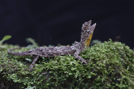 A flying dragon is sunbathing before starting its daily activities. This reptile has the scientific...