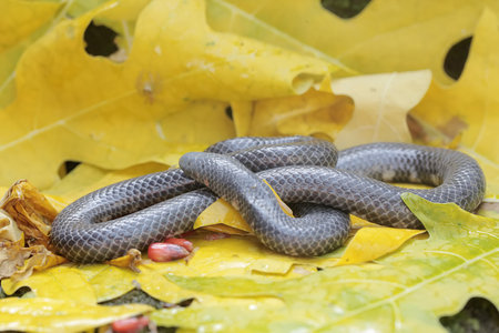 A common pipe snake is looking for prey in a pile of dry leaves. This snake whose tail resembles the...