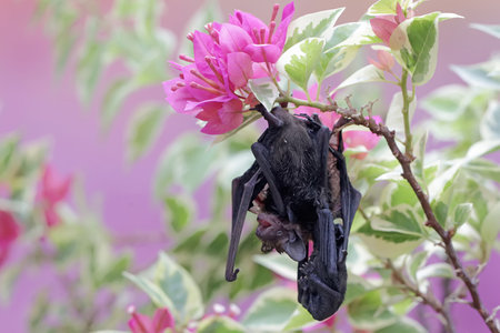 A mother microchiroptera bat hangs from a tree branch while nursing her two cubs. This small bat has...