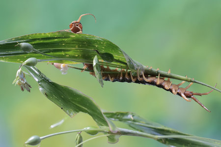 A centipede is looking for prey in the bush. This multi-legged animal has the scientific name...