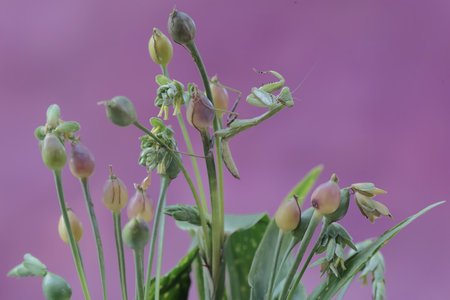 A green praying mantis is looking for prey in a bush on a blue background. This insect has the...