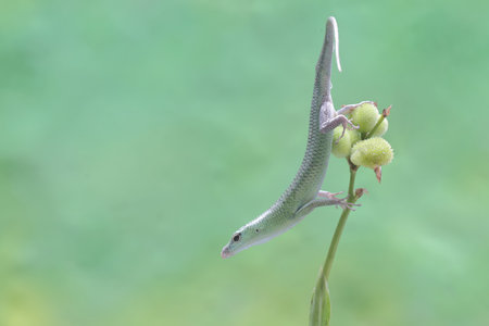 An Emerald Tree Skink (Lamprolepis smaragdina) is sunbathing before starting its daily activities.の写真素材