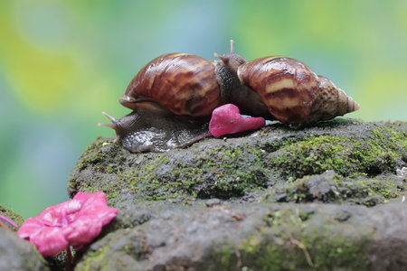 Two escargots are foraging on the moss-covered ground. This mollusk has the scientific name Achatina fulica.の写真素材
