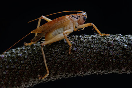 A katydids or bush cricket is looking for prey in a wildflower.