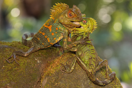Two forest dragons are fighting for territory. This reptile has the scientific name Gonocephalus...
