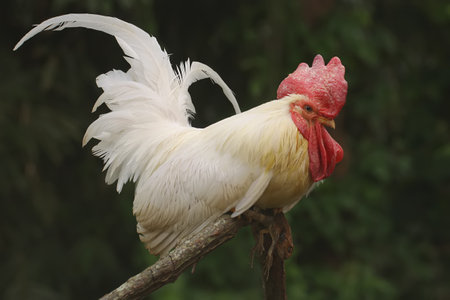 White rooster on a branch, close-up, selective focus