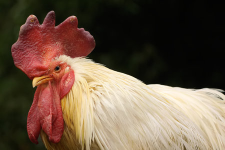 close up of a rooster in a farmの写真素材