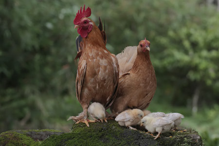 chickens and hen on a farm in the netherlandsの写真素材
