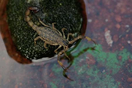 Scorpion in the rainforest of Borneo, Malaysiaの写真素材