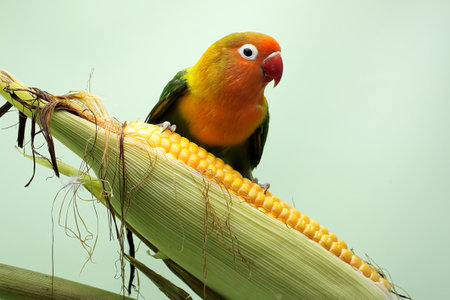 Parrot sitting on a corn cobs on a green background.の写真素材