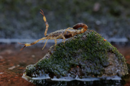 Close up of a scorpion on a rock in the rainforestの写真素材
