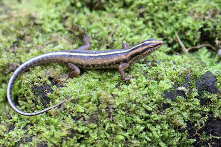 Close up of a small lizard on a green moss in the forestの写真素材