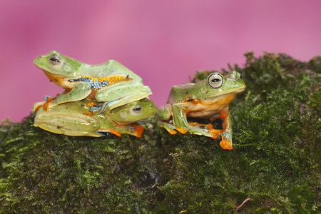 Two red-eyed tree frogs (Hyla arborea) sitting on a green mossの写真素材