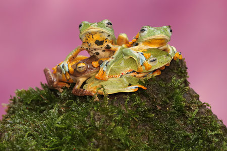 Red-spotted tree frog (Agalychnis callidryas)