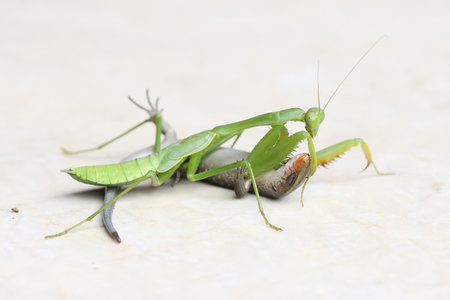 Praying Mantis, Praying Mantis religiosaの写真素材